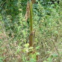 Giant Hogweed